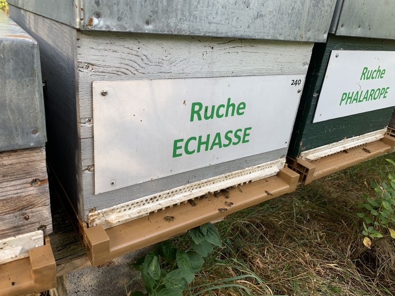 La ruche Echasse