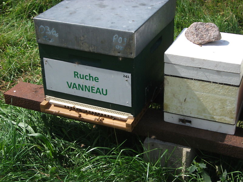 La ruche Vanneau