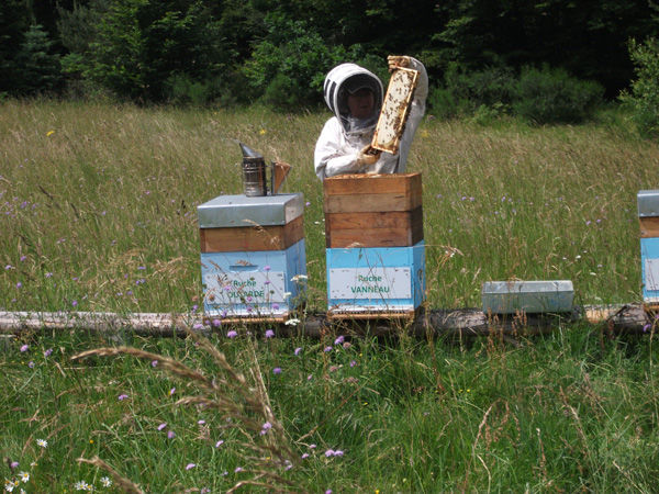La ruche Vanneau