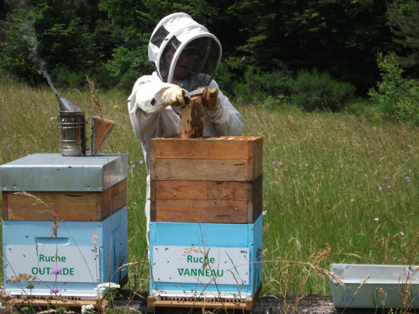 La ruche Vanneau