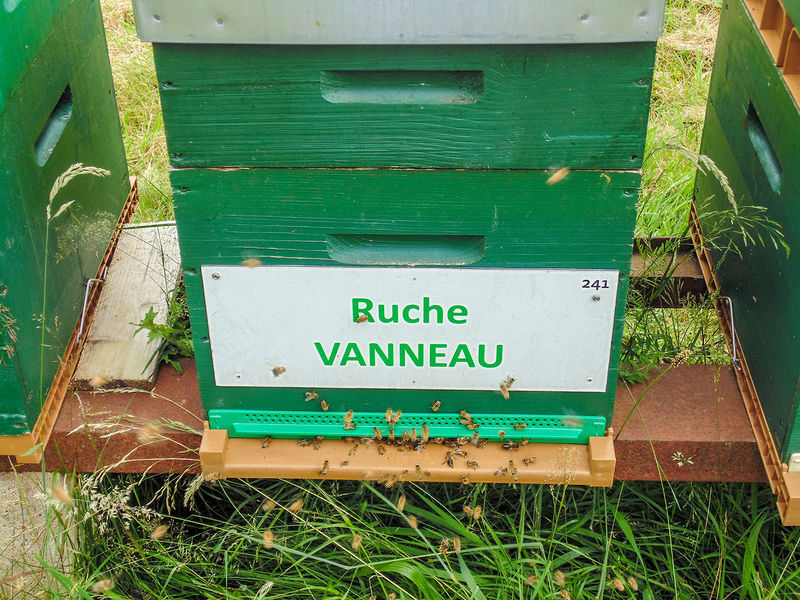 La ruche Vanneau