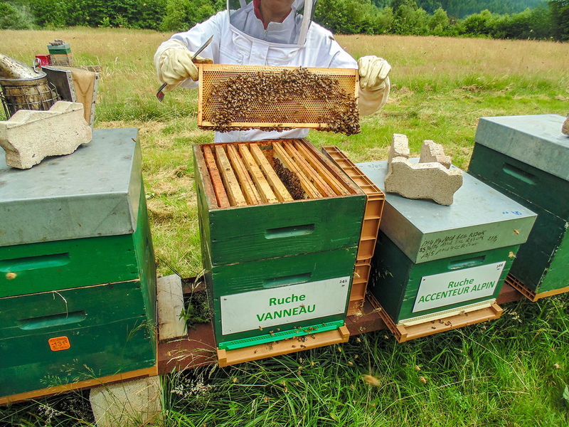 La ruche Vanneau