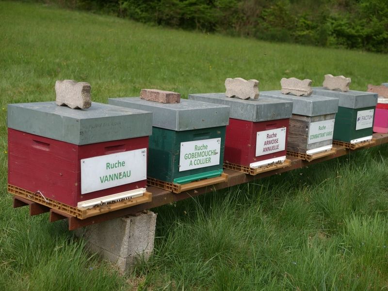 La ruche Vanneau
