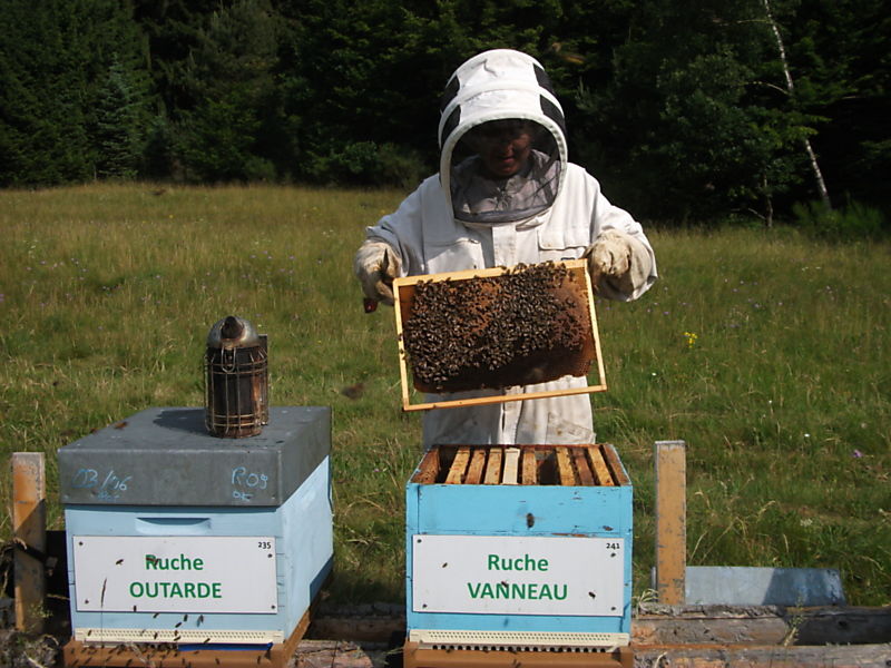 La ruche Vanneau