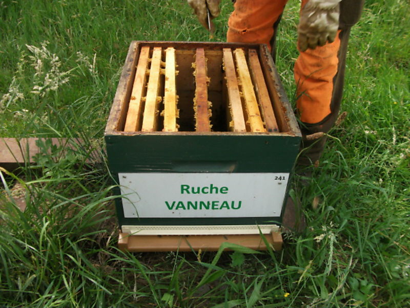 La ruche Vanneau