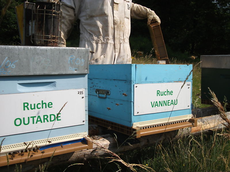 La ruche Vanneau