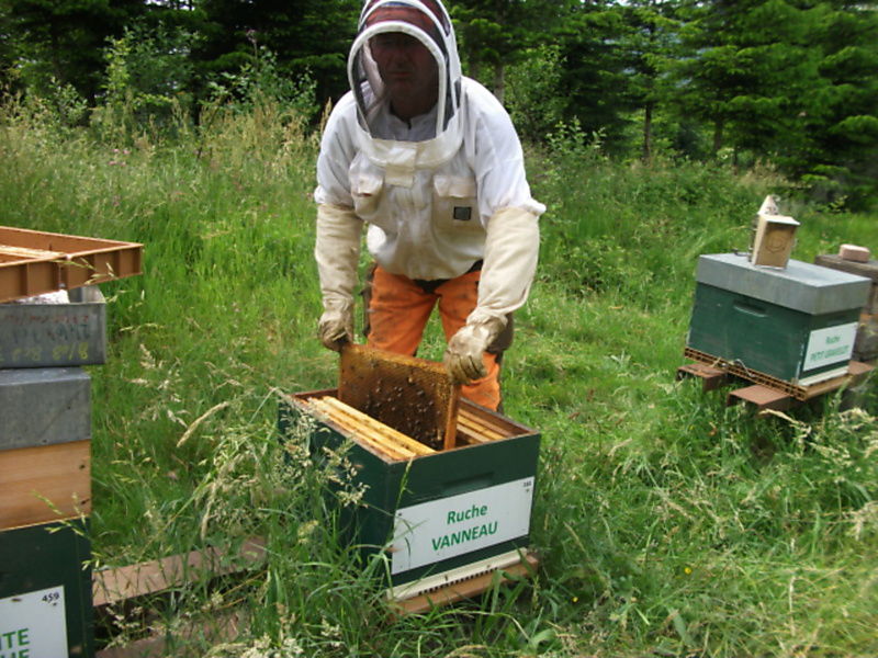 La ruche Vanneau