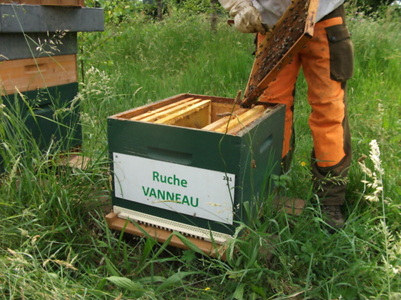 La ruche Vanneau
