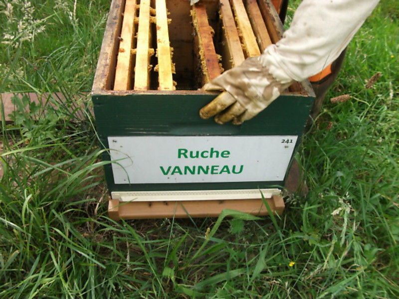 La ruche Vanneau