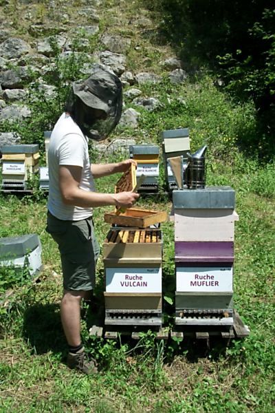 La ruche Vulcain