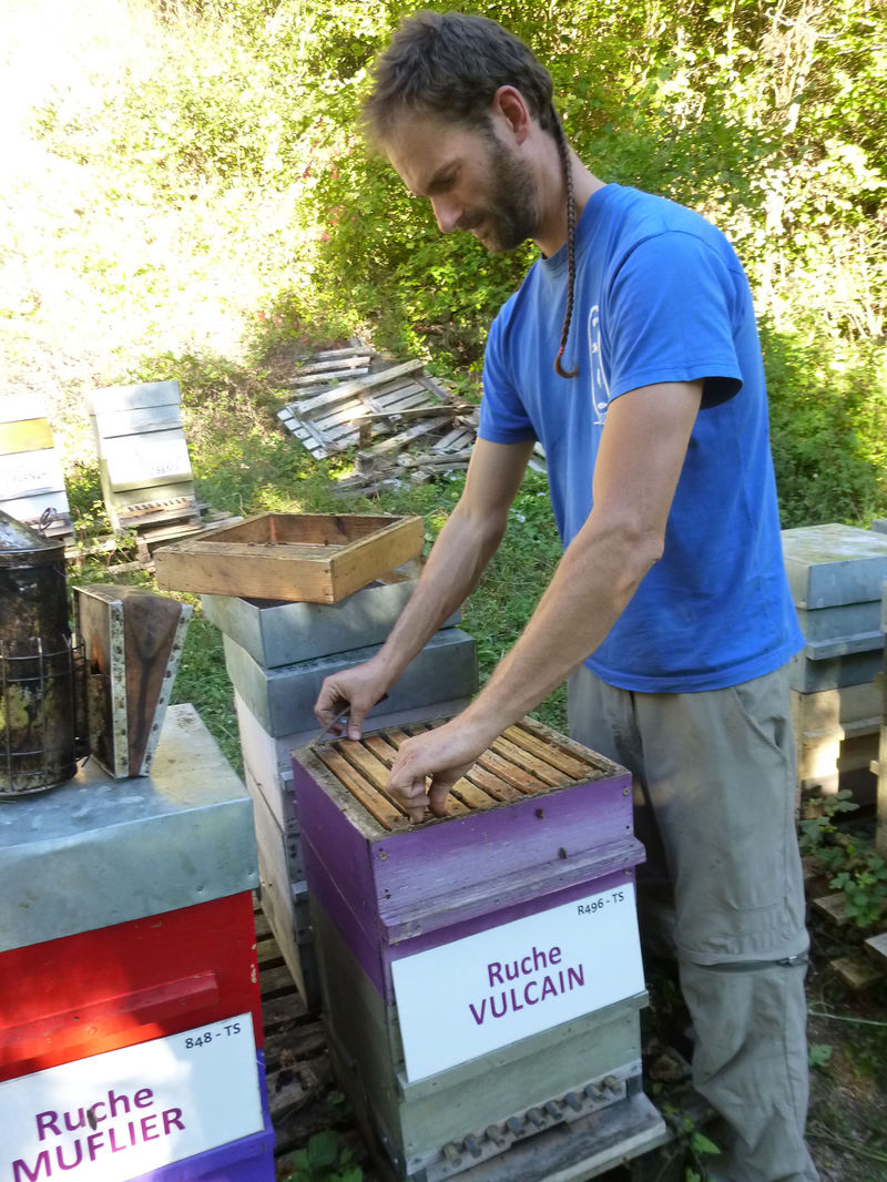 La ruche Vulcain
