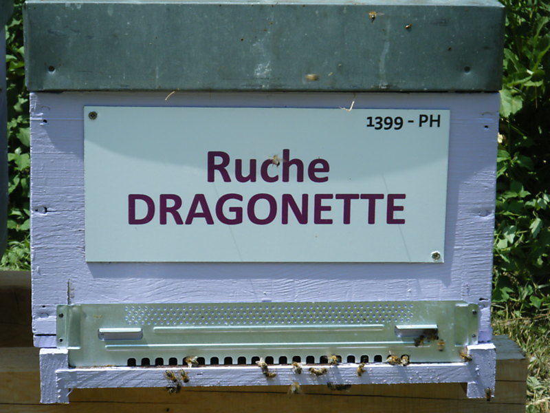 La ruche Dragonette
