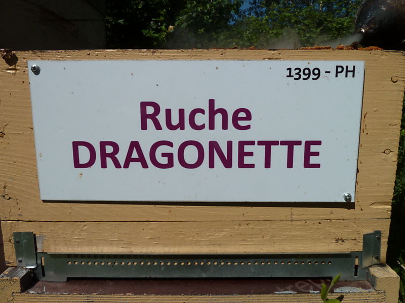La ruche Dragonette