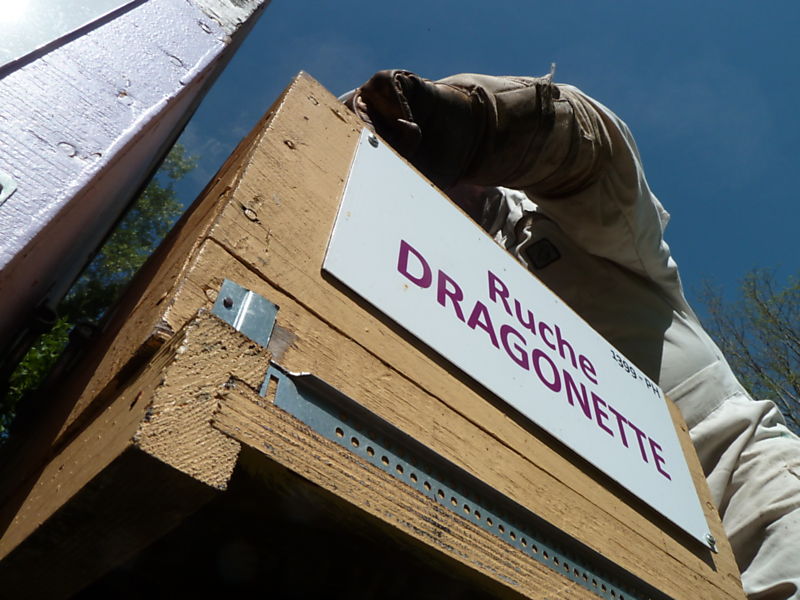 La ruche Dragonette