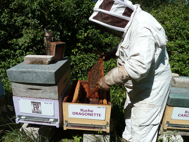 La ruche Dragonette
