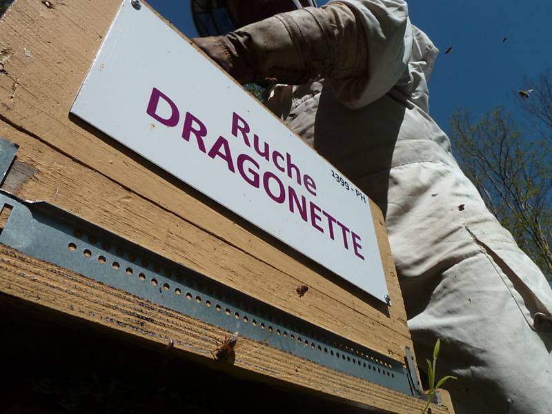 La ruche Dragonette
