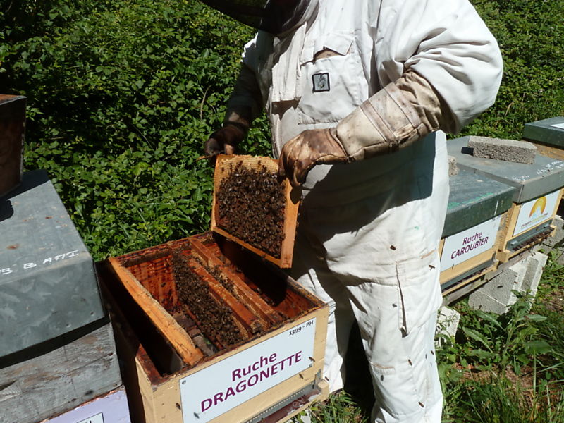 La ruche Dragonette