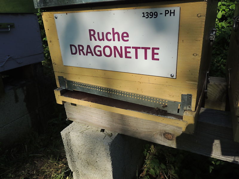 La ruche Dragonette