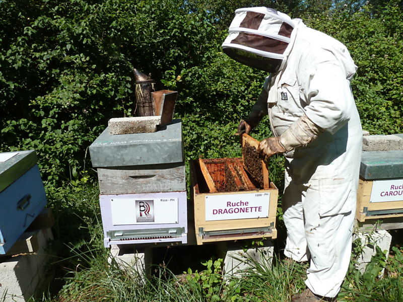La ruche Dragonette