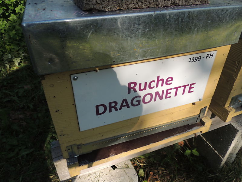 La ruche Dragonette