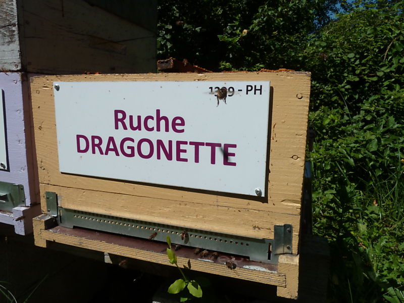 La ruche Dragonette