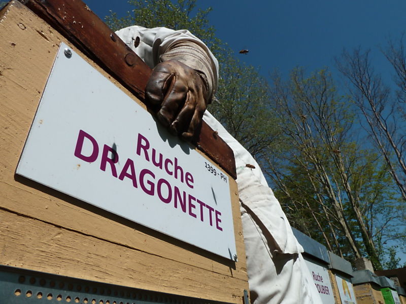 La ruche Dragonette