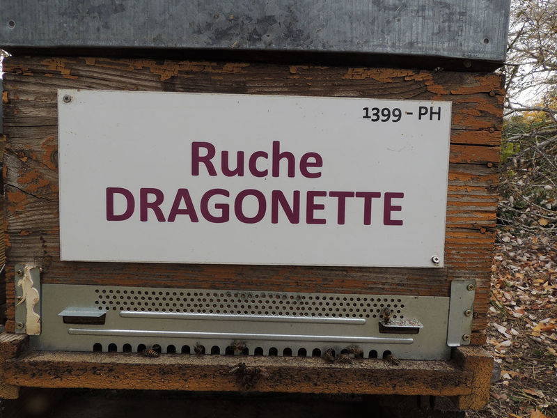 La ruche Dragonette