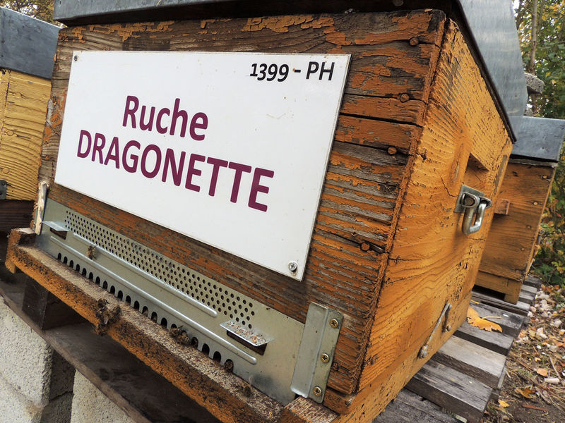 La ruche Dragonette