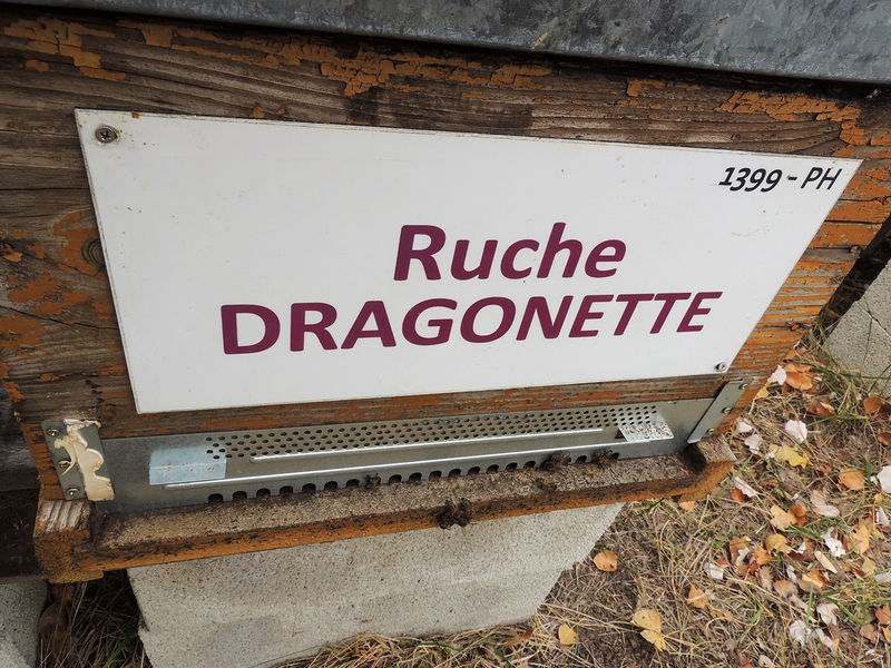 La ruche Dragonette