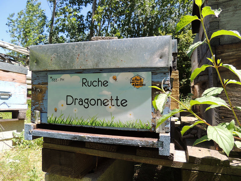 La ruche Dragonette
