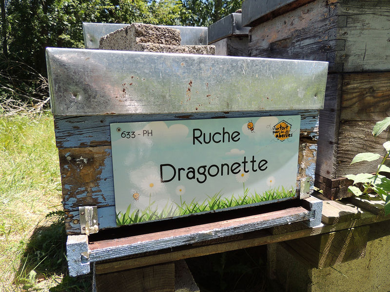 La ruche Dragonette
