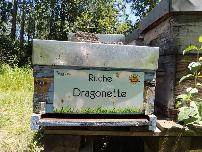 La ruche Dragonette