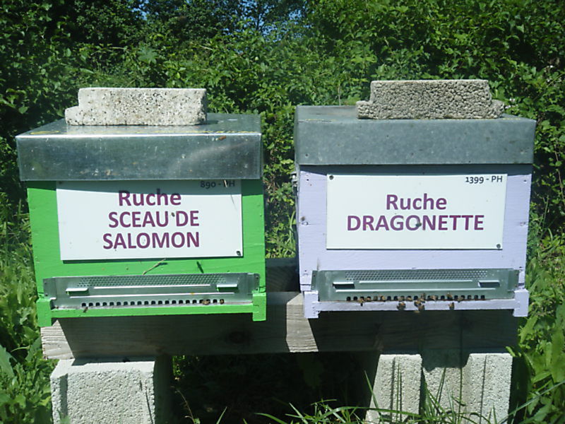 La ruche Dragonette