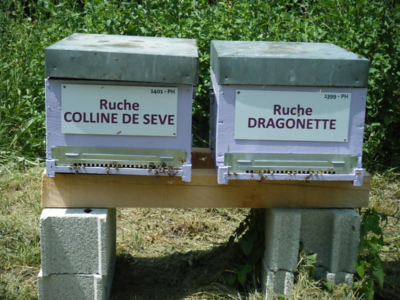 La ruche Dragonette