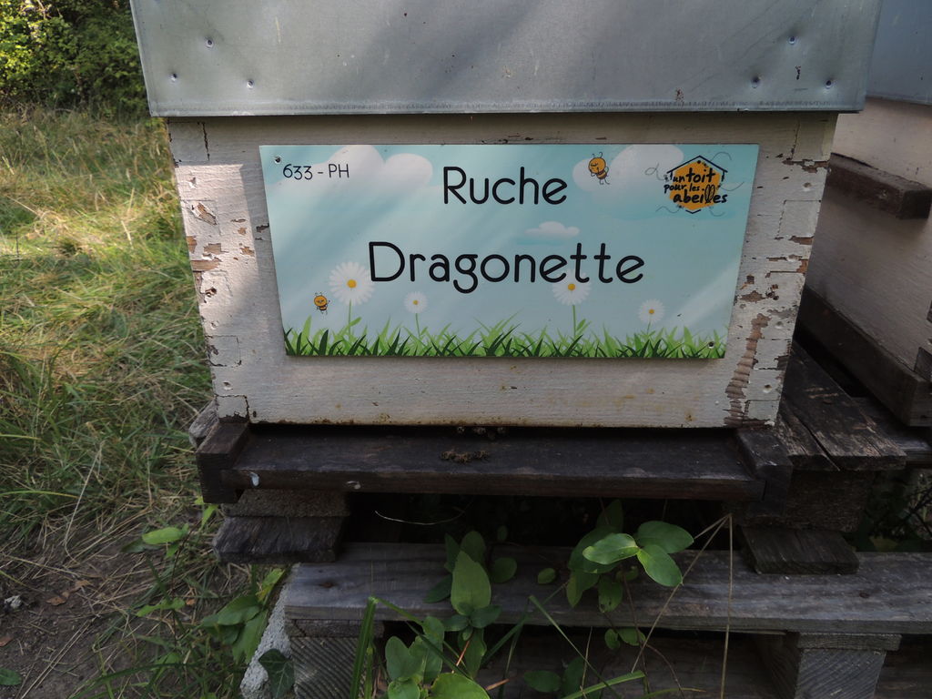 La ruche Dragonette
