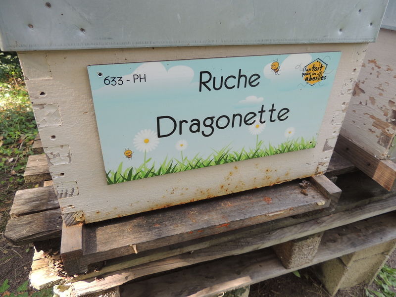 La ruche Dragonette
