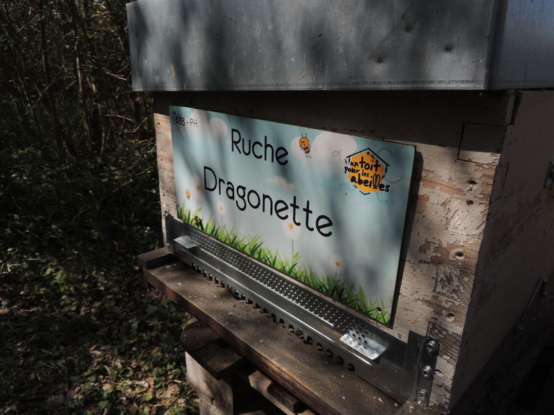 La ruche Dragonette