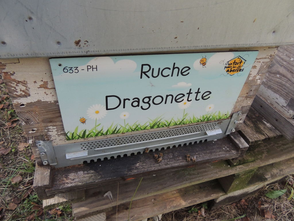 La ruche Dragonette