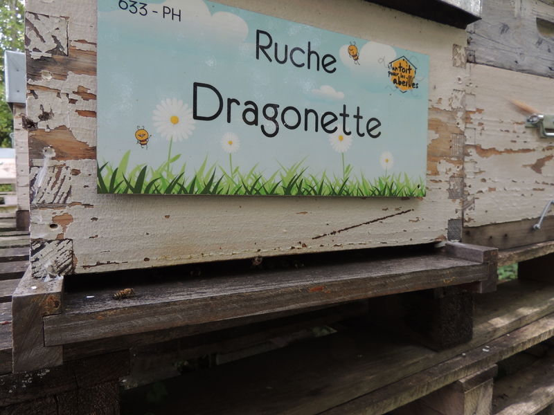 La ruche Dragonette