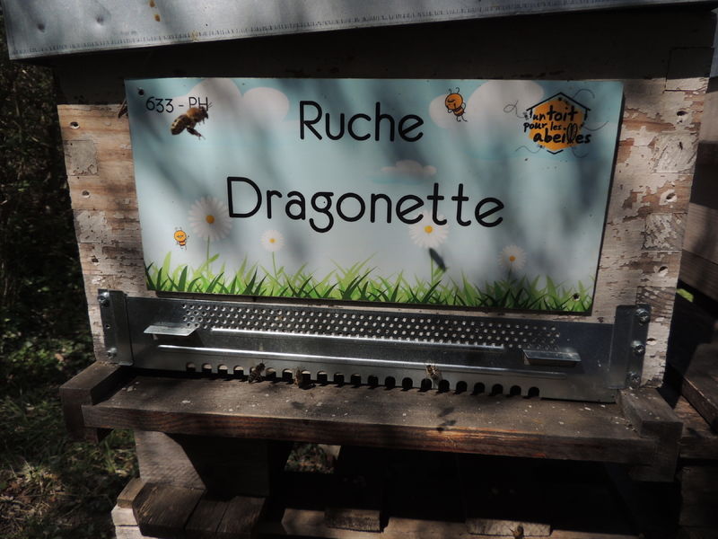 La ruche Dragonette