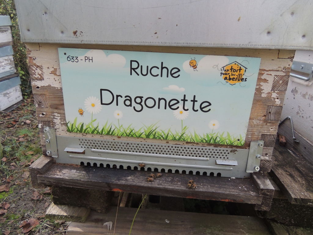 La ruche Dragonette