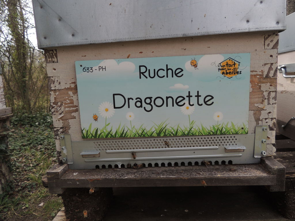 La ruche Dragonette