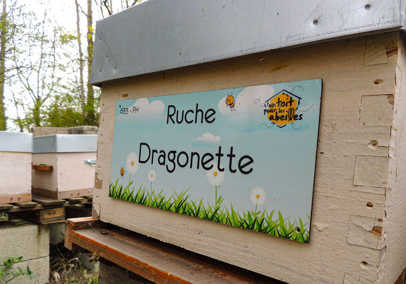 La ruche Dragonette