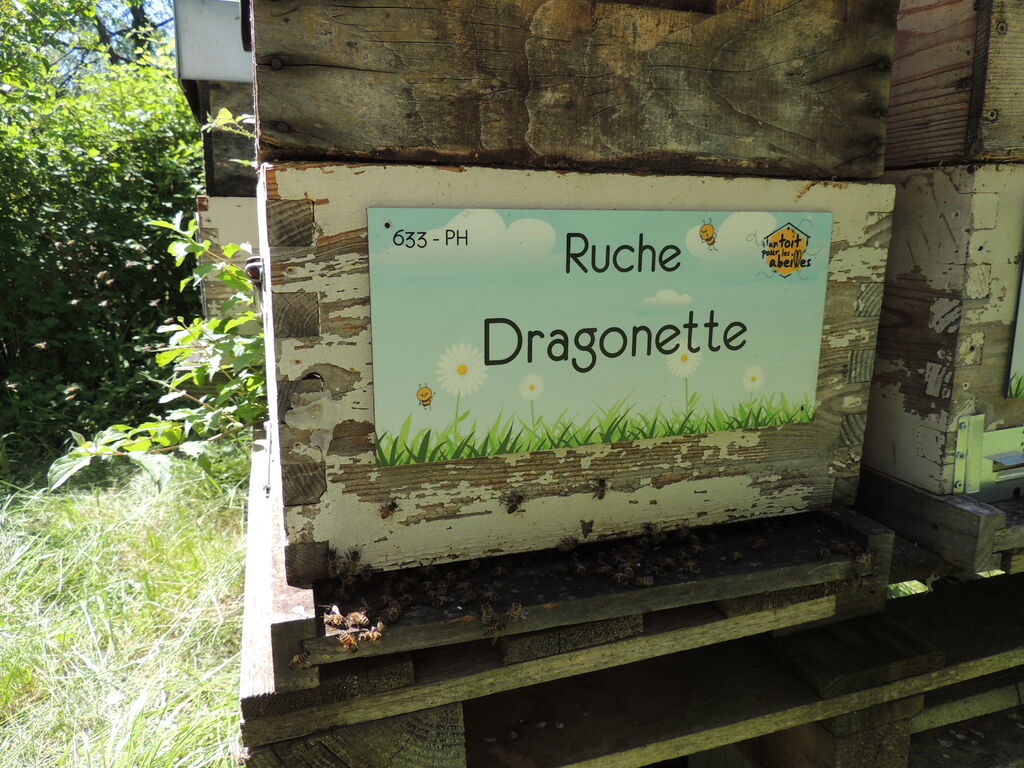La ruche Dragonette