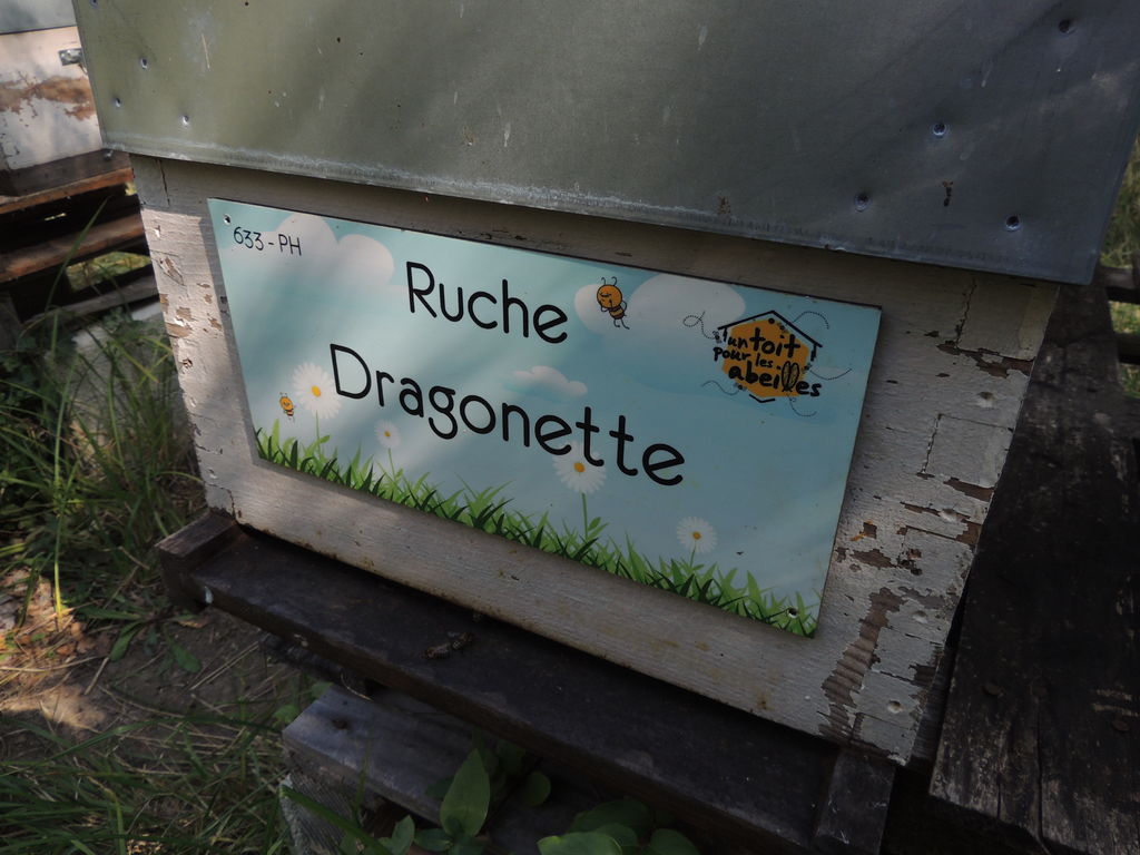 La ruche Dragonette