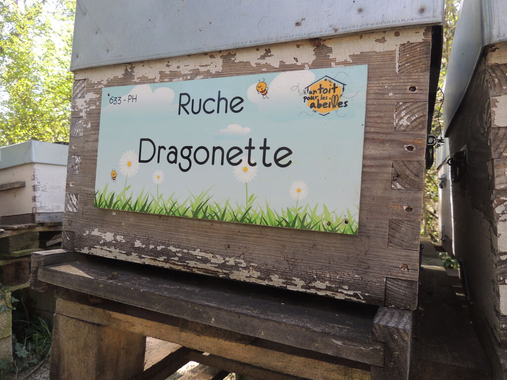 La ruche Dragonette