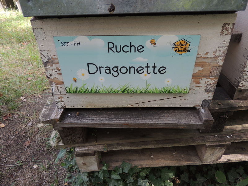 La ruche Dragonette