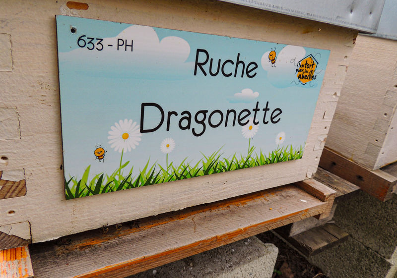 La ruche Dragonette