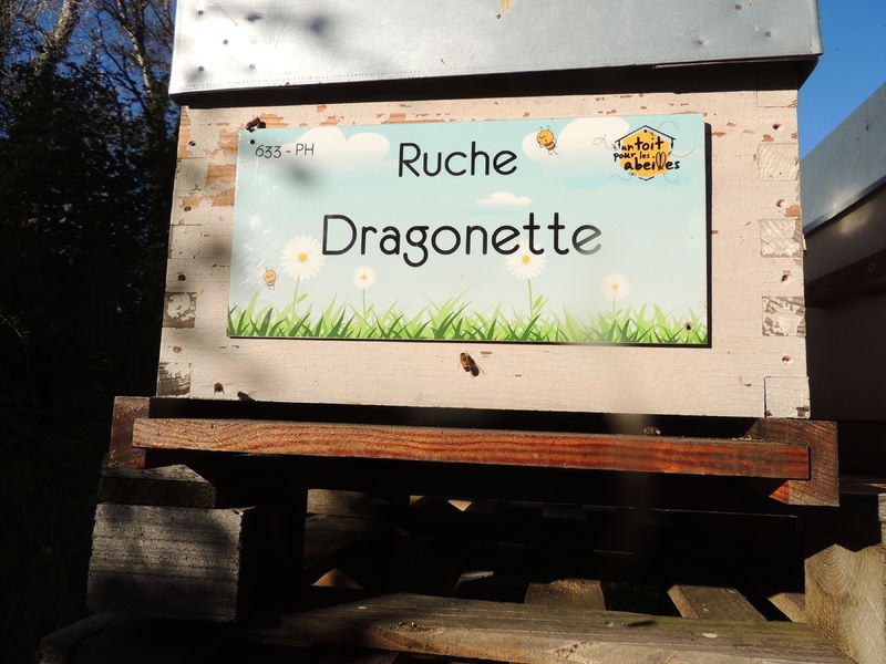 La ruche Dragonette