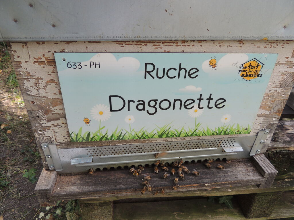 La ruche Dragonette